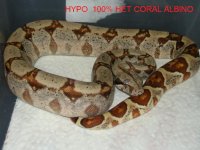 hypo 100% het coral albino.jpg