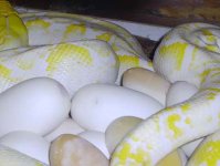 My albino retic and clutch, also Buddy and pawpaw 016.jpg