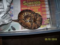 Pastel Male Ball Python.jpg