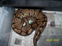Adult Ball Python 1.jpg