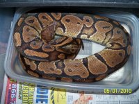 Adult Ball Python 2.jpg