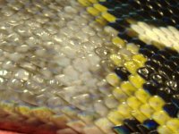 reptiles 024.jpg