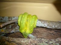 chondro dad1.jpg