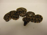 IMG_2662.JPG