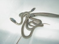 Eastern erythristic Myrtle Beach 3 fem x Myrtle Beach male adult female mom 2 CB 09 05 17 2009.JPG