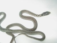 Eastern erythristic Myrtle Beach 3 fem x Myrtle Beach male adult female mom 4 CB 09 05 17 2009.JPG