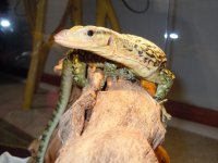 DSCN4282.jpg
