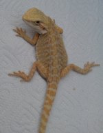 IMAG2706-1.jpg