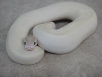 ivory2.jpg