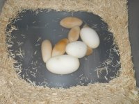 DSCN3009.jpg
