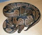 granite female- not proven yet.jpg