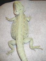 Female Hypo Italian Leather 100% het Trans 50% het Silverback 2.jpg