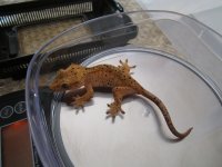 new gecko pics 005.jpg