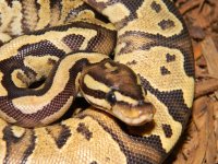 fireyellowbelly1.jpg