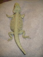 Female Hypo Italian Leather 100% het Trans 50% het Silverback 1.jpg