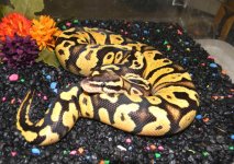 fireflyyellowbelly2.jpg