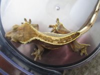 new gecko pics 016.jpg