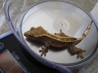 new gecko pics 015.jpg