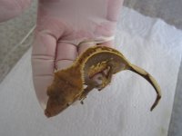 new gecko pics 014.jpg