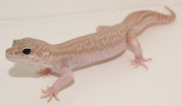 basil62011.png