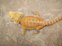 Female Chris Allen Red 100% het Hypo 100% Het Trans 2.jpg