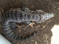 Male tegu.jpg