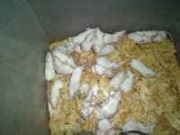 snakes#2 037.jpg