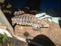 female tegu.jpg