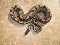 100% het Albino Female.jpg