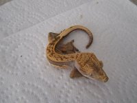 new gecko pics 003.jpg