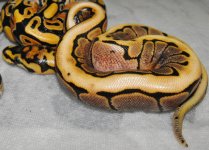 hatchlings clutch 1 005.jpg