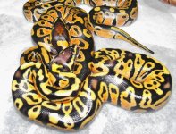 hatchlings clutch 1 002.jpg