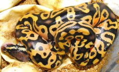 hatching 003.jpg