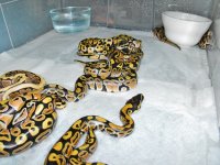 hatchlings clutch 1 007.jpg