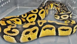 snakes 079.jpg