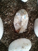 Hatching.jpg
