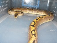 snakes 081.jpg