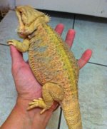 Armarilla r.jpg