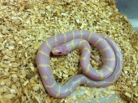 Albino California King.jpg