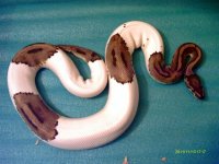 Pied.jpg