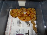 Snakes for Sale 018.jpg