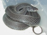 Eastern Anerythristic Upstate SC Mohr strain Proven female 4 LTC 01 25 2009.JPG