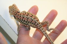 dunner leather male poss het hypo1.jpg