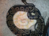 albino.jpg