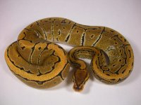 Male pin.jpg