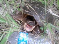 snapping turtle.jpg