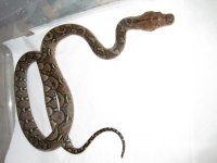 baby retics 008.jpg