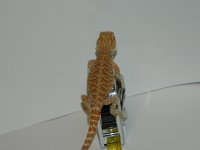 hypo leathers 014.jpg