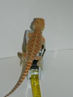 hypo leathers 015.jpg