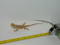 hypo leathers 017.jpg
